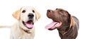 Two funny Labrador puppies together Royalty Free Stock Photo