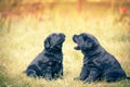 Two labrador retriever puppies looking at each other Royalty Free Stock Photo