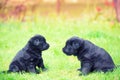 Two funny labrador retriever puppies Royalty Free Stock Photo