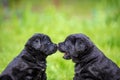 Two funny Labrador retriever puppies sniffing each other Royalty Free Stock Photo