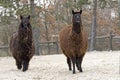 Two funny Lama glama or llamas