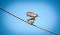 Two funny little birds sparrows in love sitting on wire under beautiful blue sky. A pair of sparrows in nature Royalty Free Stock Photo