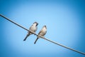 Two funny little birds sparrows in love sitting on wire under beautiful blue sky. A pair of sparrows in nature Royalty Free Stock Photo