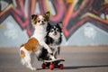 Two funny little chihuahua pets animals dogs sitting on sport skateboard on graffiti urban background during outdoor