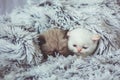 Two funny little kittens peeking out from blanket Royalty Free Stock Photo