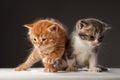 Two funny little red hair kittens