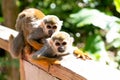 Two funny little saimiri monkeys sit on top of each other and look at the camera. Excursion to Monkey Land Zoo Royalty Free Stock Photo