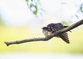 two little village swallow Chicks sit on a branch and brush their feathers in the sun Royalty Free Stock Photo