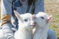 Two funny little white goats in the hands of a girl on a sunny day Royalty Free Stock Photo