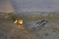 Two funny looking, lovely, Thai walking fish, with human-like face, found in a river delta mangrove forest`s sandy banks.