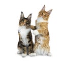 Two funny Maine Coon cat kittens sitting playful next to each other, one on hind paws hugging the other, isolated on white backgro Royalty Free Stock Photo