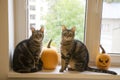 Two funny marble cats sittin on window with halloween pumpkins Royalty Free Stock Photo