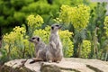 two funny Meerkats