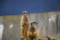 Two funny meerkats on the rocks at the zoo Royalty Free Stock Photo