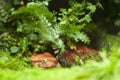 Two funny orange toads on a mossy floor. Popeyed toads lurking among the greenery.