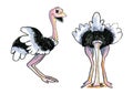 Two funny ostriches