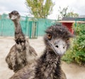 Two funny ostriches Royalty Free Stock Photo