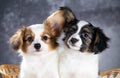 Two funny Papillon puppy Royalty Free Stock Photo