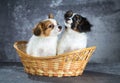Two funny Papillon puppy Royalty Free Stock Photo