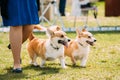 Two Funny Pembroke Welsh Corgi Dogs Running Near Woman In Green Grass