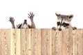 Two funny playful raccoons, peeking from behind a fence