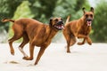 Two funny playfull Rhodesian Ridgebacks chasing each other Royalty Free Stock Photo