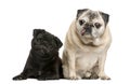 Two funny Pugs Royalty Free Stock Photo