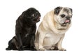 Two funny Pugs Royalty Free Stock Photo