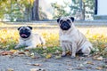 Two funny pugs sitting in an autumn park on fallen leaves Royalty Free Stock Photo