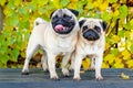 Two funny pugs stand on a bench in an autumn park Royalty Free Stock Photo