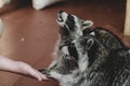 Two funny raccoons eat from the hand