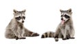 Two funny raccoons