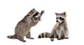 Two funny raccoons sitting together