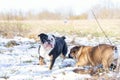 Two Funny Red and Black tri-color English British Bulldogs in out for a walk, running and playing on the snow grass on a spring Royalty Free Stock Photo