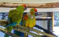 Two funny red fronted macaw parrots sitting together on a branch, tropical and critically endangered birds from Bolivia Royalty Free Stock Photo