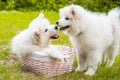 Two Funny Samoyed puppies dogs in the basket