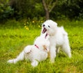 Two Funny Samoyed puppies dogs are playing