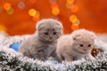 Two funny scottish kittens on the shiny background