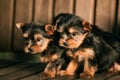 Two Funny Small Yorkshire Terrier Puppies Dogs Sitting In Wooden Bench. Yorkie Puppy