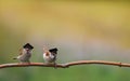 Two funny sparrow birds are sitting in the spring garden in the student hats of the confederacy Royalty Free Stock Photo