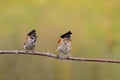 Two little funny sparrow birds are sitting in the spring garden in the student hats of the confederacy