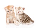 Two funny tabby kittens. isolated on white background Royalty Free Stock Photo