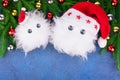 Two funny white furry snow man toys in red Santa Claus hats, green fir branches on blue background, cute little Yeti or snowflakes Royalty Free Stock Photo