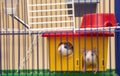 Two funny white and gray tame curious mouses hamsters with shiny eyes looking from bright yellow cage behind metal bars. Keeping