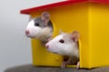 Two funny white and gray tame curious mouses hamsters with shiny eyes looking from bright yellow cage window. Keeping pet friends Royalty Free Stock Photo