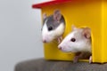 Two funny white and gray tame curious mouses hamsters with shiny eyes looking from bright yellow cage window. Keeping pet friends Royalty Free Stock Photo