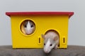 Two funny white and gray tame curious mouses hamsters with shiny eyes looking from bright yellow cage window. Keeping pet friends