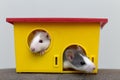 Two funny white and gray tame curious mouses hamsters with shiny eyes looking from bright yellow cage window. Keeping pet friends