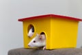 Two funny white and gray tame curious mouses hamsters with shiny eyes looking from bright yellow cage window. Keeping pet friends Royalty Free Stock Photo