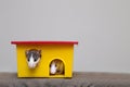 Two funny white and gray tame curious mouses hamsters with shiny eyes looking from bright yellow cage window. Keeping pet friends Royalty Free Stock Photo